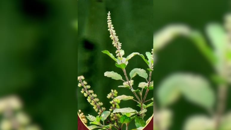Tulsi Tea Benefits: सिर्फ पौधा नहीं प्रकृति का वरदान है तुलसी, ऐसे प्रयोग करने से बूस्ट होती है इम्यूनिटी