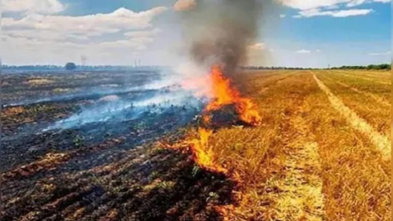 पराली जलाने के पंजाब से 2 गुना मामले मध्य प्रदेश में, 2 महीने के आंकड़ों ने चौंकाया, CREAMS लैब की रिपोर्ट