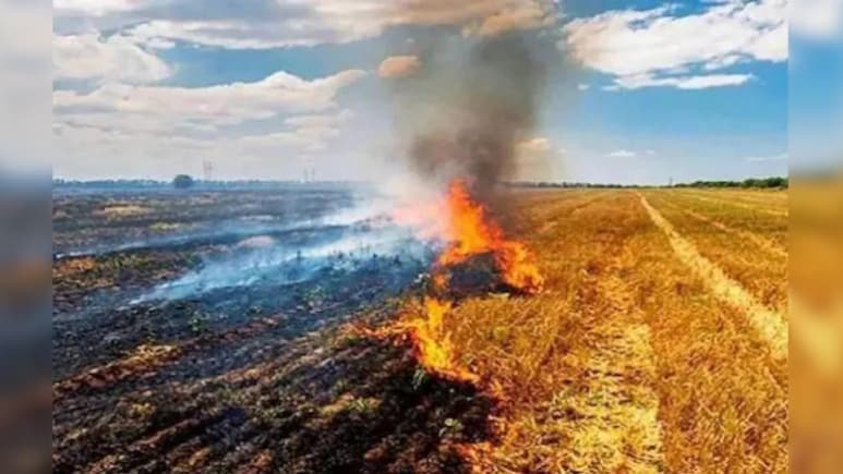 पराली जलाने पर पाबंदी! एमपी में कलेक्टर ने जारी किए आदेश, उल्लंघन करने पर भरना होगा इतना जुर्माना 