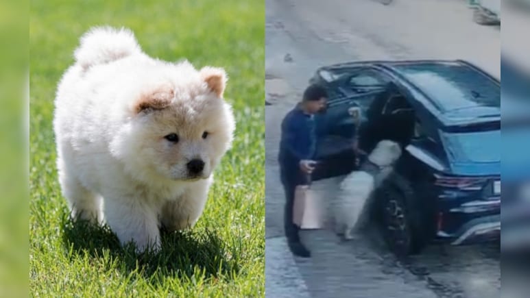 जयपुर में घर में लूट करने आये बदमाशों ने चाउ चाउ ब्रीड के कुत्ते का अपहरण किया, CCTV में क़ैद हुई वारदात 