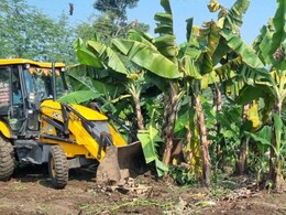 Amravati News: 1500 केळीची झाडे जमीनदोस्त, शेतकऱ्यानेच फिरवला बुलडोझर, अमरावतीच्या बळीराजाची व्यथा