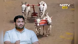 Sangli News: देशातील सर्वात मोठी बैलगाडा शर्यत! विजेत्याला मिळणार, फॉर्च्यूनर,थार, ट्रॅक्टर अन् बरच काही...