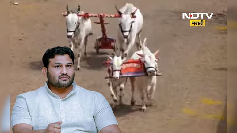 Sangli News: देशातील सर्वात मोठी बैलगाडा शर्यत! विजेत्याला मिळणार, फॉर्च्यूनर,थार, ट्रॅक्टर अन् बरच काही...