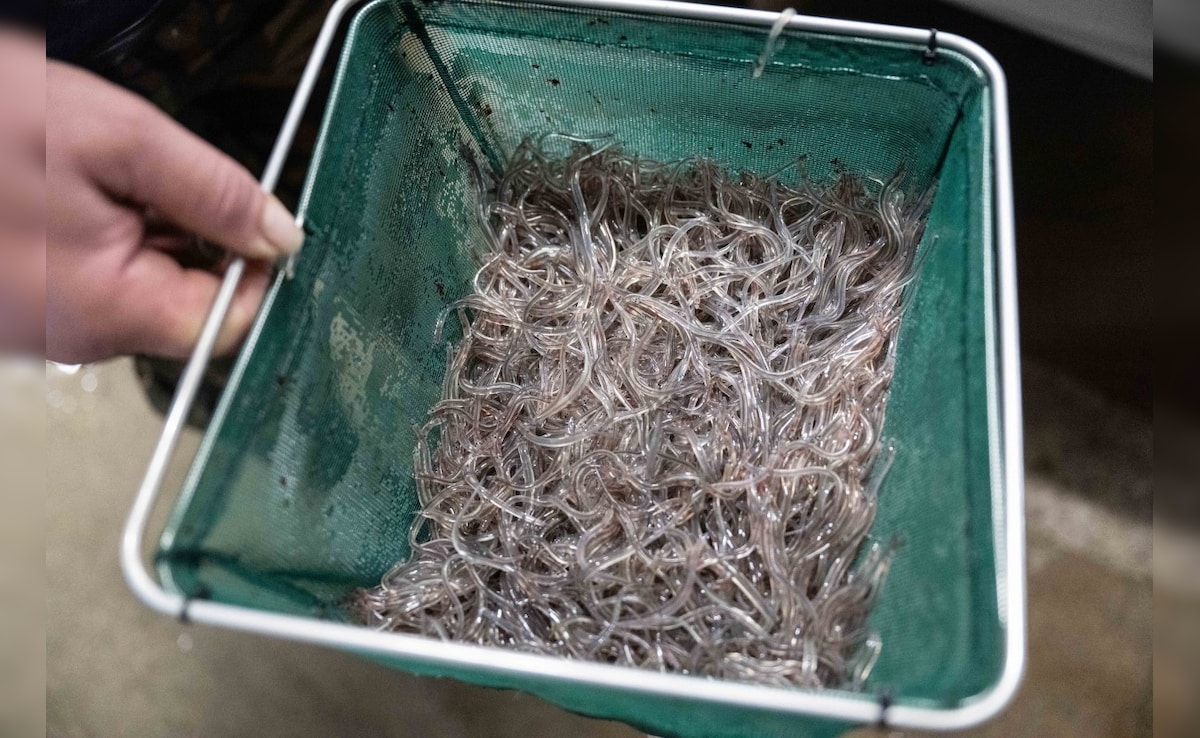 Latest and Breaking News on NDTV