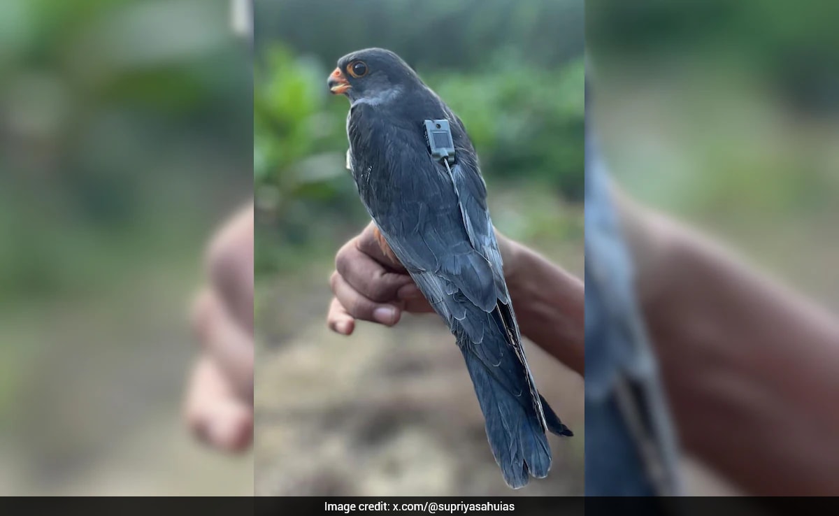 Amur Falcons Begin Journey From Manipur To Africa, IAS Officer Posts Video
