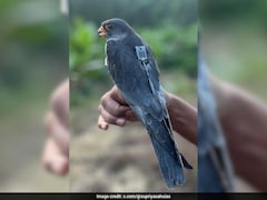 Amur Falcons Begin Journey From Manipur To Africa, IAS Officer Posts Video