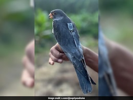 Amur Falcons Begin Journey From Manipur To Africa, IAS Officer Posts Video