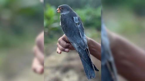Amur Falcons Begin Journey From Manipur To Africa, IAS Officer Posts Video