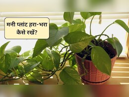 मनी प्लांट सूख रहा है? इस घोल से 2 दिन में पौधा हो जाएगा हरा-भरा, जानिए कैसे