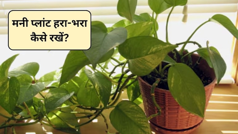 मनी प्लांट सूख रहा है? इस घोल से 2 दिन में पौधा हो जाएगा हरा-भरा, जानिए कैसे