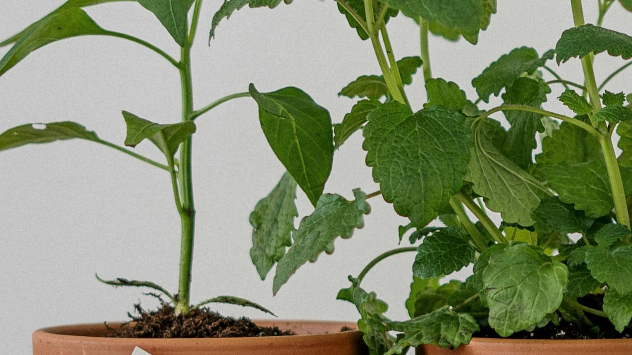 Planter Cleaning Tips: How to Remove Dirt Without Ruining the Finish Planter Cleaning Tips: How to Remove Dirt Without Ruining the Finish