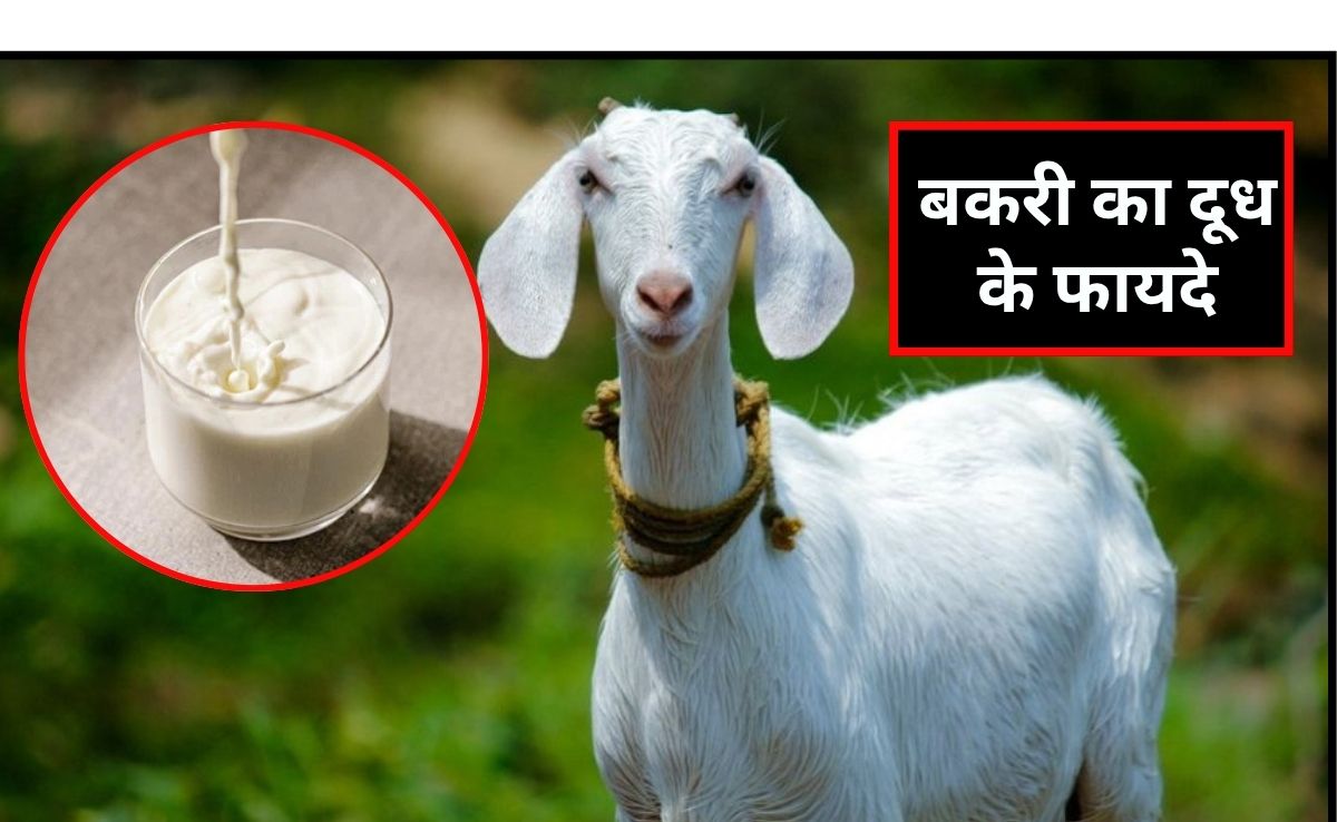 बकरी का दूध पीने से कौन सी बीमारी ठीक होती है?  बकरी का दूध पीने के क्या-क्या फायदे हैं, जान‍िए यहां पर