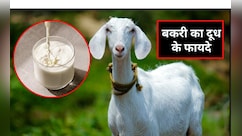 बकरी का दूध पीने से कौन सी बीमारी ठीक होती है?  बकरी का दूध पीने के क्या-क्या फायदे हैं, जान‍िए यहां पर