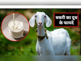 बकरी का दूध पीने से कौन सी बीमारी ठीक होती है?  बकरी का दूध पीने के क्या-क्या फायदे हैं, जान‍िए यहां पर