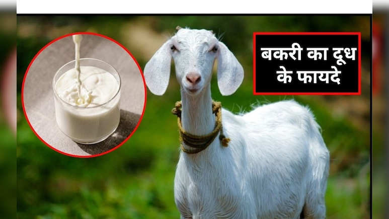 बकरी का दूध पीने से कौन सी बीमारी ठीक होती है?  बकरी का दूध पीने के क्या-क्या फायदे हैं, जान‍िए यहां पर