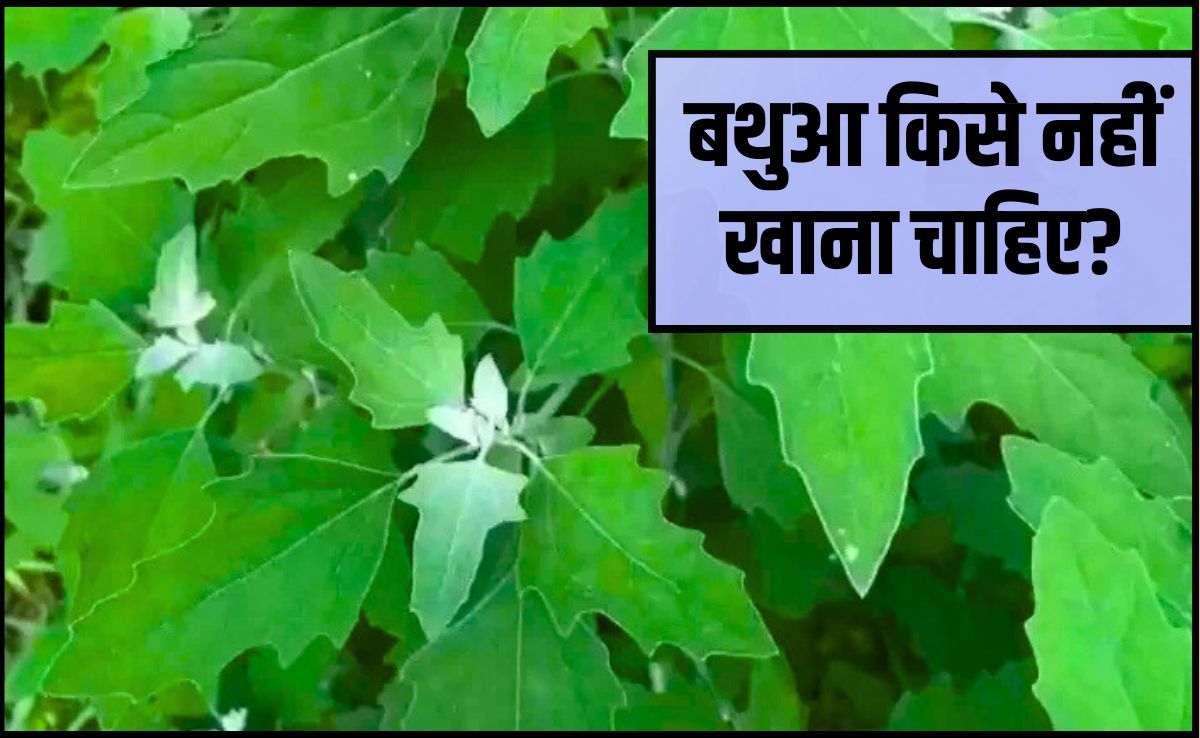 बथुआ खाने से कौन सी बीमारी ठीक होती है? बथुआ कब्ज के लिए अच्छा है, बथुआ रोज खा सकते हैं क्‍या