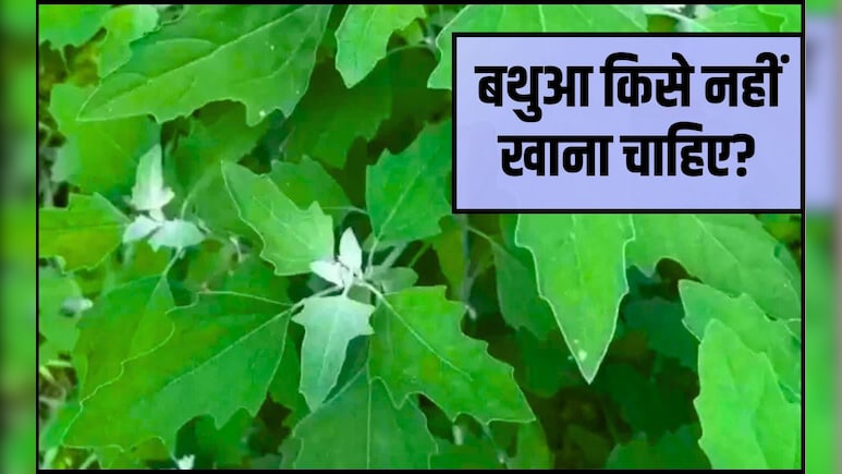 बथुआ खाने से कौन सी बीमारी ठीक होती है? बथुआ कब्ज के लिए अच्छा है, बथुआ रोज खा सकते हैं क्‍या