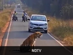 Video: Tiger Blocks Road, Halts Traffic For Hours In Maharashtra's Tadoba