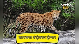 Pune News: 20 रेस्क्यू टीम, 500 पिंजरे, 11 कोटींचा निधी! आता जुन्नर, शिरूर इथल्या बिबट्यांचा कायमचा बंदोबस्त