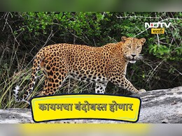 Pune News: 20 रेस्क्यू टीम, 500 पिंजरे, 11 कोटींचा निधी! आता जुन्नर, शिरूर इथल्या बिबट्यांचा कायमचा बंदोबस्त