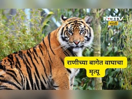 राणीच्या बागेतील वाघाचा मृत्यू कशामुळे? श्वसननलिकेत हाड अडकले म्हणून की अजून काही? BMC ने काय सांगितले?