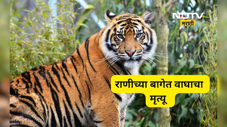 राणीच्या बागेतील वाघाचा मृत्यू कशामुळे? श्वसननलिकेत हाड अडकले म्हणून की अजून काही? BMC ने काय सांगितले?