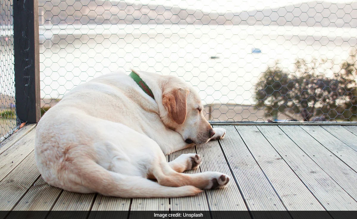 Latest and Breaking News on NDTV