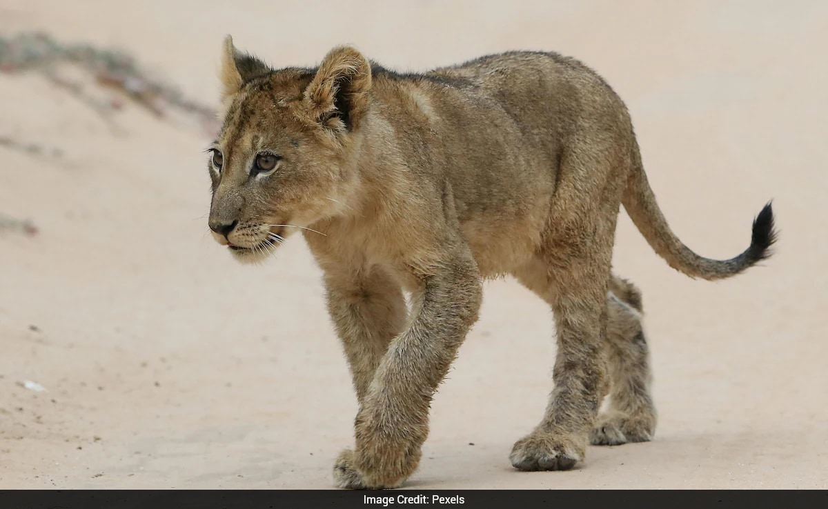 China Hotel's Lion Cub Wake-Up Service Sparks Outrage, Criticism
