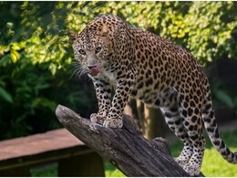 जयपुर में 'VIP' इलाके तक पहुंचा तेंदुआ, क्यों बार-बार शहरी आबादी में घुस रहे हैं लेपर्ड? जानें 3 बड़े कारण