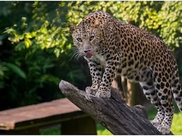 आपके आसपास लेपर्ड का मूवमेंट है तो हेल्पलाइन नंबर पर मांग सकेंगे मदद, डायल 100 की तरह शुरू होगी सर्विस