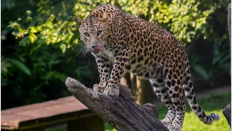 आपके आसपास लेपर्ड का मूवमेंट है तो हेल्पलाइन नंबर पर मांग सकेंगे मदद, डायल 100 की तरह शुरू होगी सर्विस