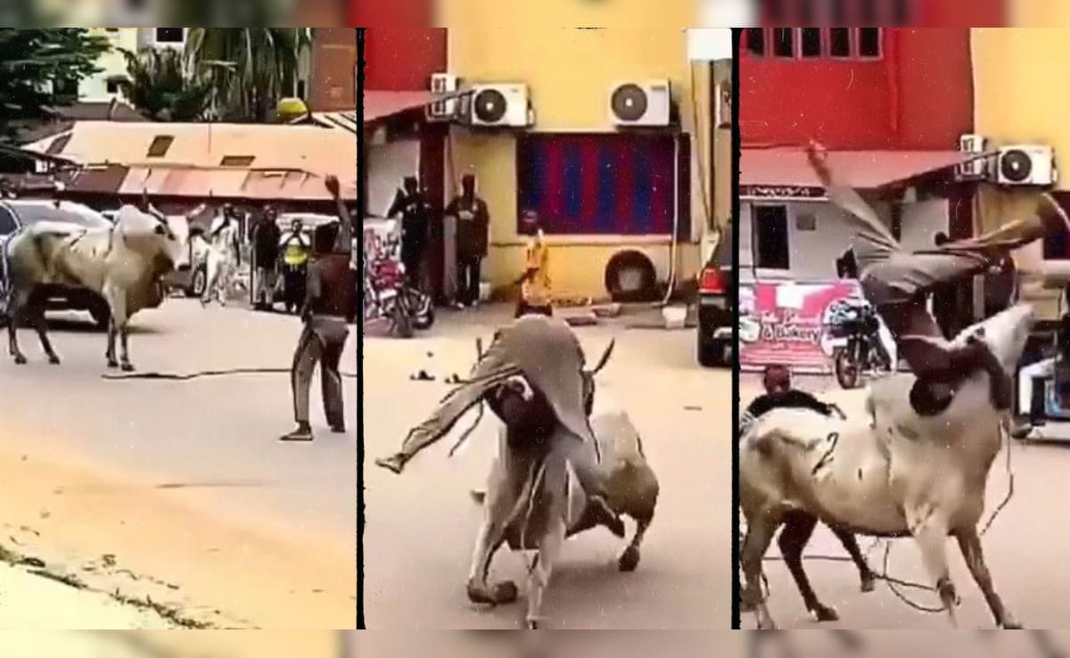 जब बीच सड़क पर आउट ऑफ कंट्रोल हुआ सांड, रास्ता बन गया WWE का अखाड़ा, गुस्सा दिला रहे बंदे की निकाली हेकड़ी