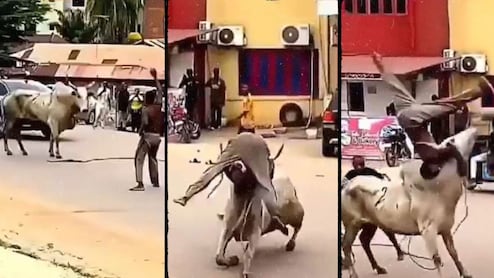 जब बीच सड़क पर आउट ऑफ कंट्रोल हुआ सांड, रास्ता बन गया WWE का अखाड़ा, गुस्सा दिला रहे बंदे की निकाली हेकड़ी