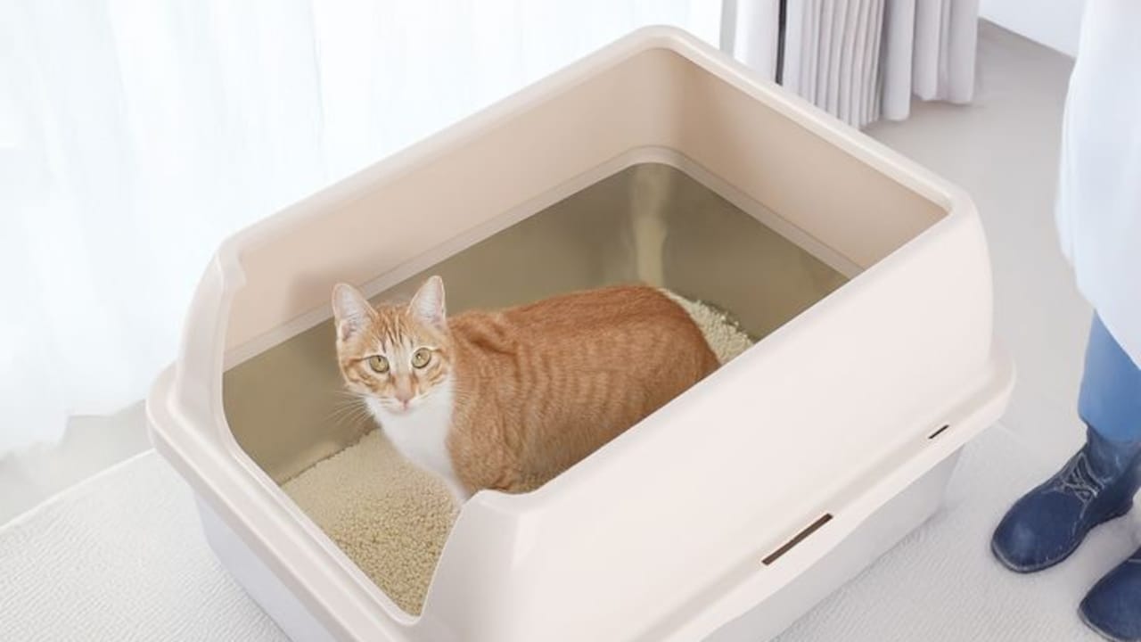 Best Litter Boxes on Flipkart Black Friday Sale For Large Cats