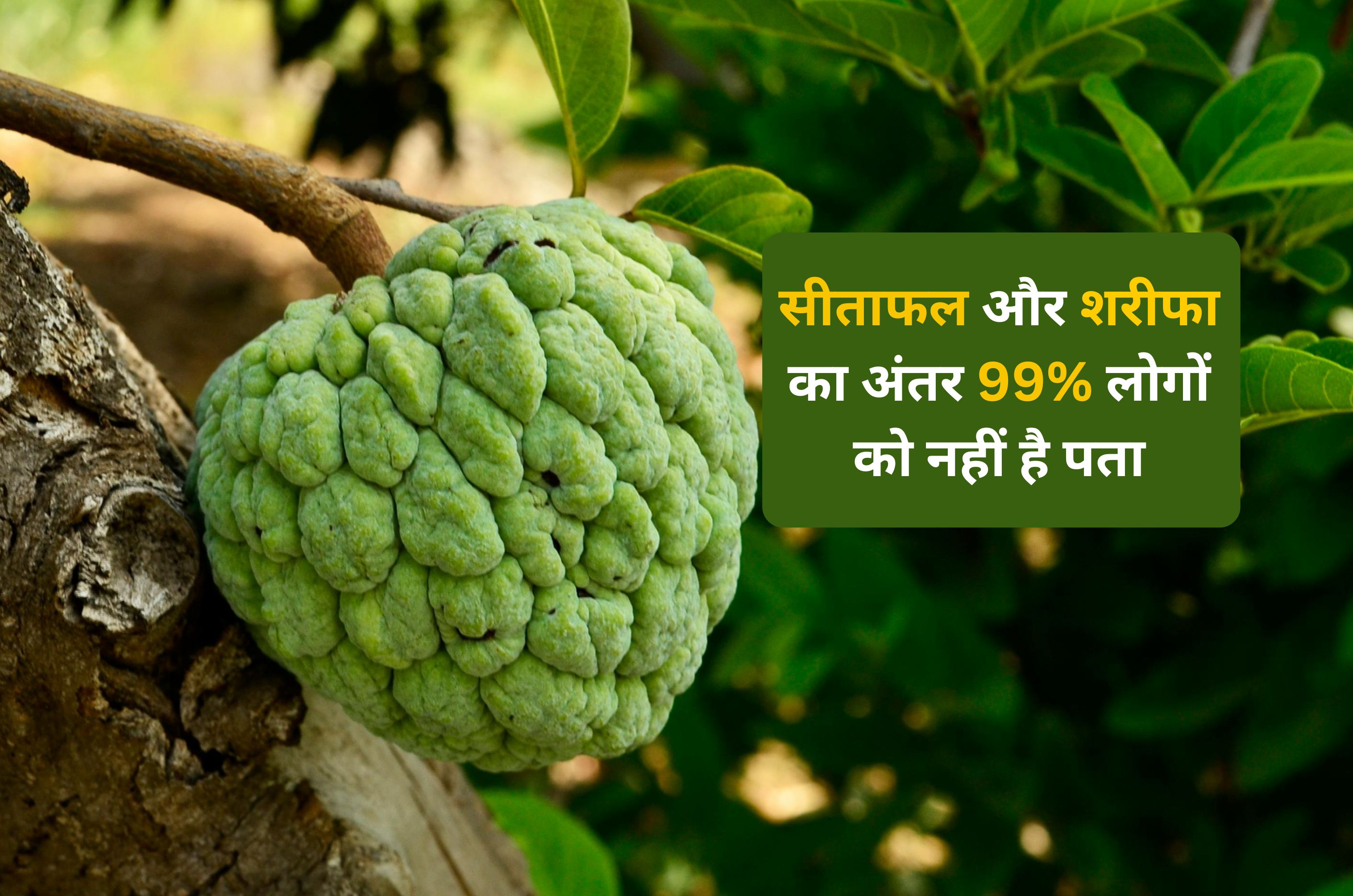 99% लोगों को सीताफल और शरीफा के बीच अंतर नहीं है पता, जानने के बाद चौक जाएंगे आप