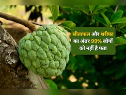 99% लोगों को सीताफल और शरीफा के बीच अंतर नहीं है पता, जानने के बाद चौक जाएंगे आप