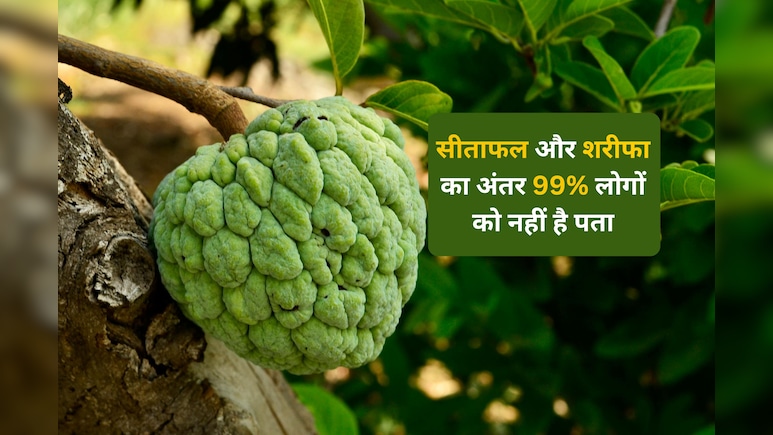 99% लोगों को सीताफल और शरीफा के बीच अंतर नहीं है पता, जानने के बाद चौक जाएंगे आप