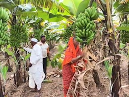 Banana Farmer News: मनात मृत्यूची भिती, डोळ्यात अश्रू; केळी उत्पादक शेतकरी मोठ्या संकटात! घडतंय काय?