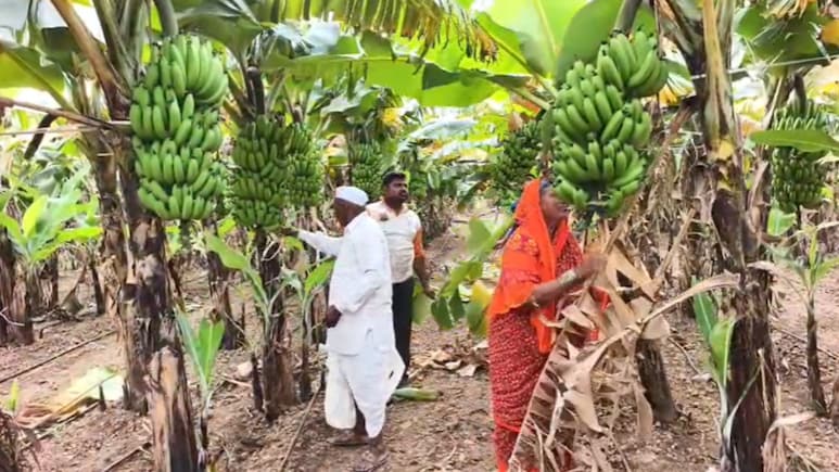 Banana Farmer News: मनात मृत्यूची भिती, डोळ्यात अश्रू; केळी उत्पादक शेतकरी मोठ्या संकटात! घडतंय काय?