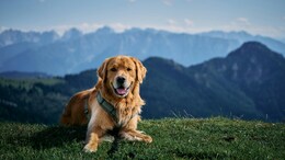8 Best Pet-Friendly Winter Getaways Across India