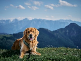 8 Best Pet-Friendly Winter Getaways Across India