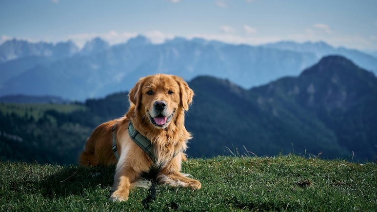 8 Best Pet-Friendly Winter Getaways Across India