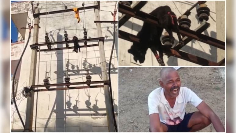 राजस्थान: जयपुर में निर्दयी युवक ने कुत्ते को पैर बांधकर ट्रांसफार्मर पर फेंका, तड़प-तड़पकर हुई मौत