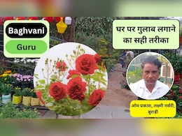 Bagvani Guru: गुलाब का पौधा लगाते समय इन 5 बातों का रखें ध्यान, पौधे की होगी अच्छी ग्रोथ और खूब खिलेंगे फूल