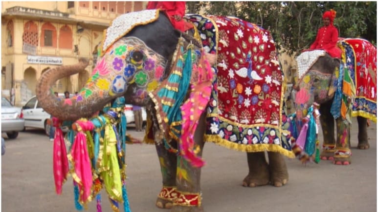 Dev Uthani Ekadashi Wedding: शाही अंदाज में सजेगी देवउठनी एकादशी की बारातें, जयपुर में 80% हाथी बुक, शाही लवाजमें की मांग Dev Uthani Ekadashi Wedding: शाही अंदाज में सजेगी देवउठनी एकादशी की बारातें, जयपुर में 80% हाथी बुक, शाही लवाजमें की मांग