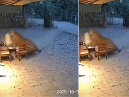 जंगल से भागता आया टाइगर, गार्ड पर किया अटैक और घसीटते हुए लेकर भागा! पूर्व IFS ने बताई Video की बड़ी सच्चाई