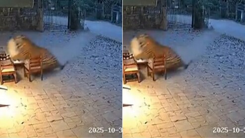 जंगल से भागता आया टाइगर, गार्ड पर किया अटैक और घसीटते हुए लेकर भागा! पूर्व IFS ने बताई Video की बड़ी सच्चाई