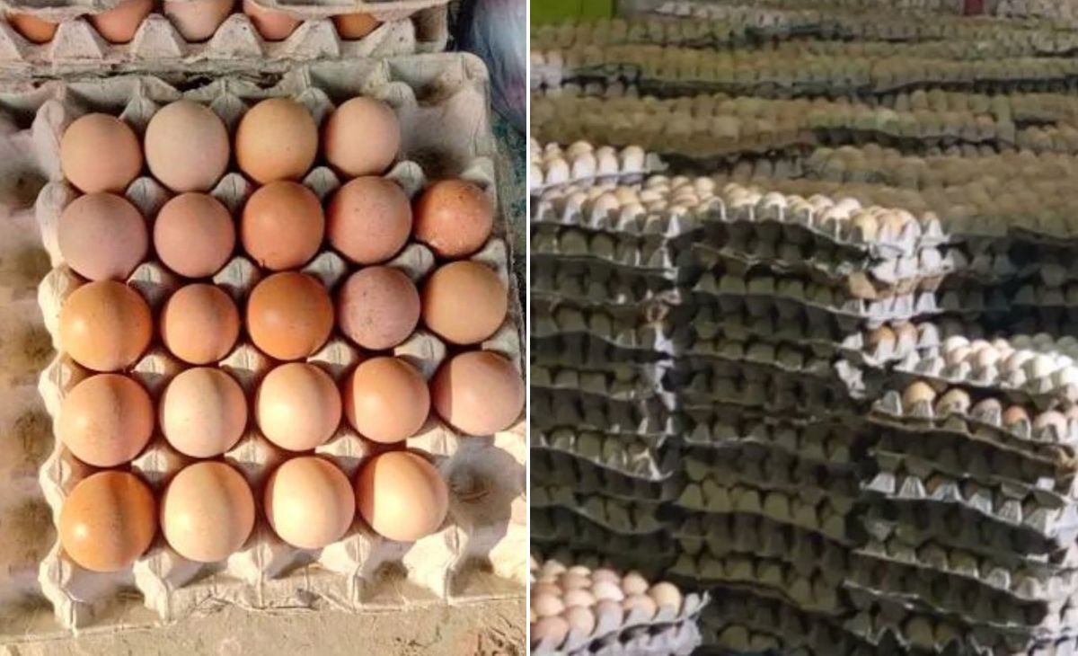 सफेद अंडों को रंगकर बना देते थे देसी अंडा... UP में पकड़ा गया गजब का फर्जीवाड़ा, हजारों अंडे जब्त