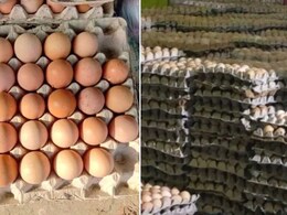 सफेद अंडों को रंगकर बना देते थे देसी अंडा... UP में पकड़ा गया गजब का फर्जीवाड़ा, हजारों अंडे जब्त