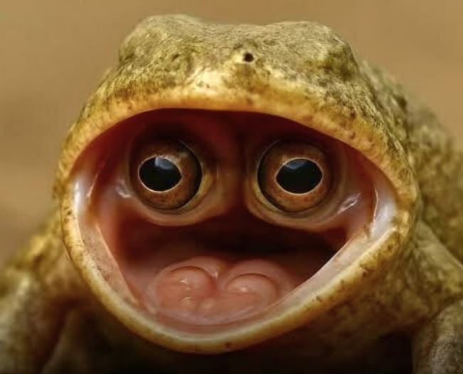 यहां मिला दुनिया का सबसे अजीबोगरीब मेंढक, मुंह के अंदर छिपा कर रखता है आंख, देख नहीं होगा खुद की आंखों पर यकीन